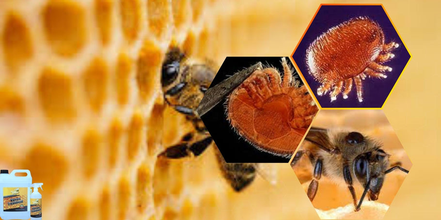 Jak chronić pszczoły przed roztoczami Varroa?