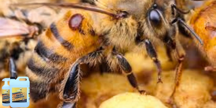 Innowacja w ochronie pszczół: rewolucyjny produkt przeciw Varroa