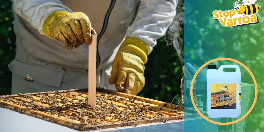 Leczenie warrozy: Kiedy należy podjąć działania, aby uratować pszczoły?