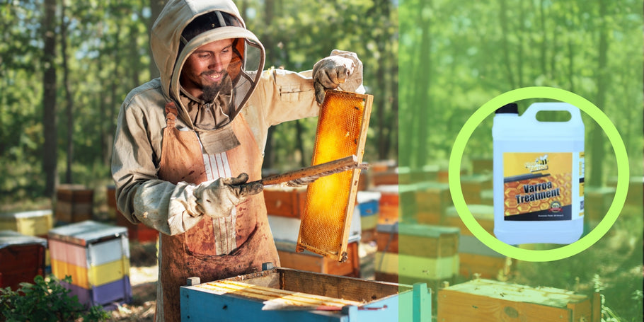 Leczenie przeciwko warrozie: Chroń swoje pszczoły i zwiększ produkcję miodu