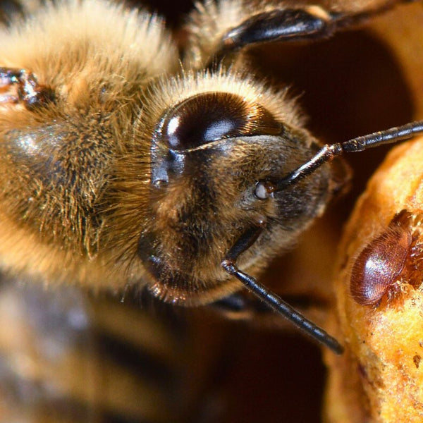 Najskuteczniejsze produkty i metody przeciwko Varroa